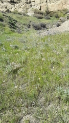 Toxicoscordion venenosum