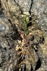 Lepidium virginicum menziesii