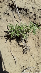 Sphaeralcea coccinea