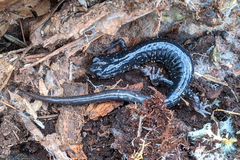 Plethodon glutinosus