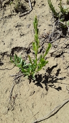 Oenothera suffrutescens
