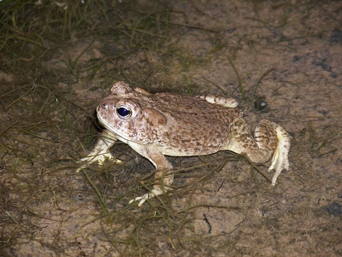 Arizona Toad