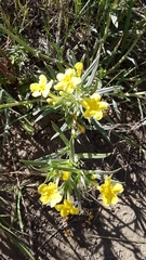 Lithospermum incisum