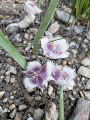 Calochortus elegans nanus