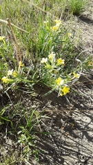 Lithospermum incisum