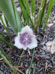 Calochortus elegans nanus