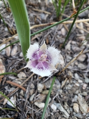 Calochortus elegans nanus