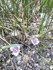 Calochortus elegans nanus