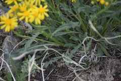 Packera tridenticulata