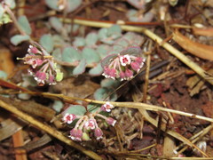 Euphorbia umbellulata