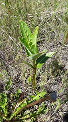 Asclepias speciosa