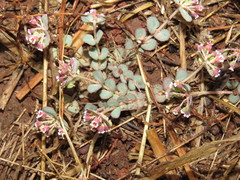 Euphorbia umbellulata