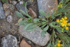 Packera tridenticulata