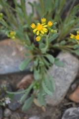 Packera tridenticulata