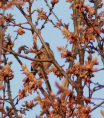 Haemorhous purpureus