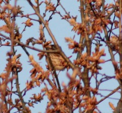 Haemorhous purpureus