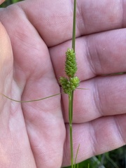 Carex hirsutella