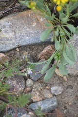 Packera tridenticulata