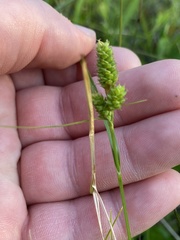 Carex hirsutella