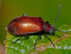 Ecnolagria rufescens