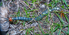 Cormocephalus westwoodi