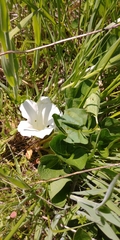 Calystegia atriplicifolia