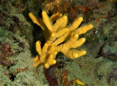 Axinella verrucosa