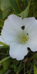 Calystegia atriplicifolia