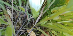 Calystegia atriplicifolia