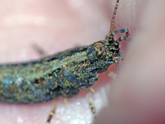 Machiloides hickmani