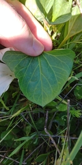 Calystegia atriplicifolia