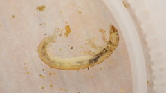 Polycentropus