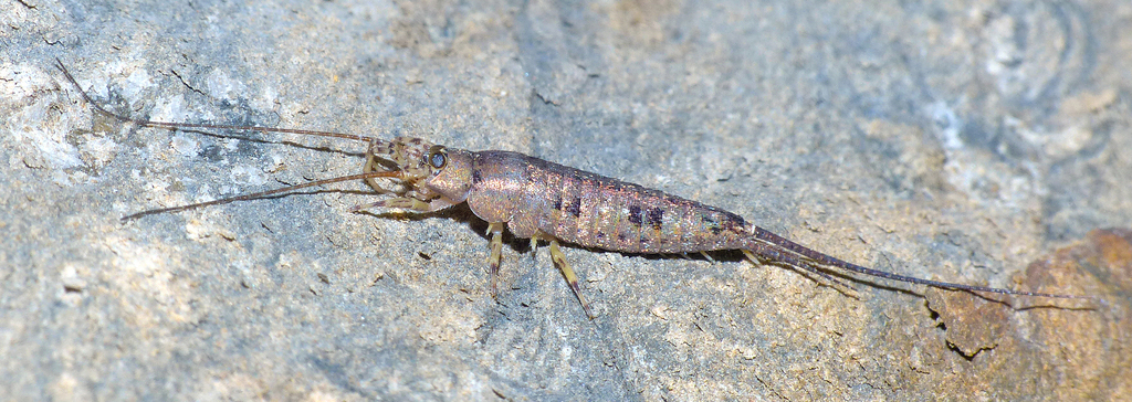Allomachilis
