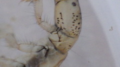 Polycentropus
