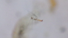 Polycentropus