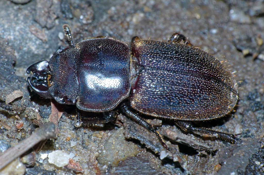 Lissotes curvicornis
