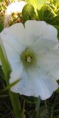 Calystegia atriplicifolia