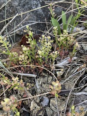 Lepidium virginicum menziesii