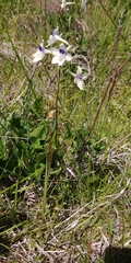 Delphinium pavonaceum