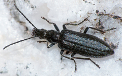 Ischnomera sublineata