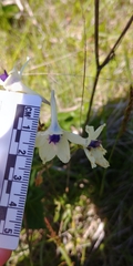 Delphinium pavonaceum