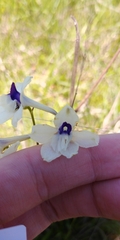 Delphinium pavonaceum