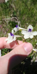 Delphinium pavonaceum