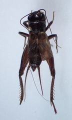 Gryllus montis