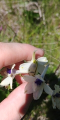 Delphinium pavonaceum