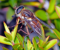 Scaptia jacksonii