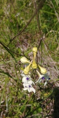 Delphinium pavonaceum