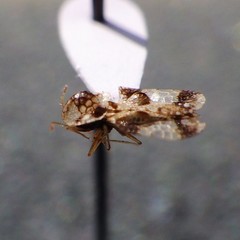 Corythucha