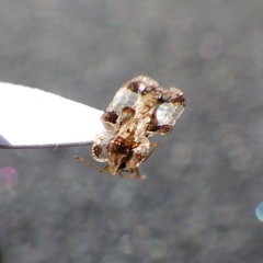 Corythucha