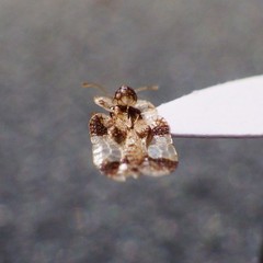 Corythucha